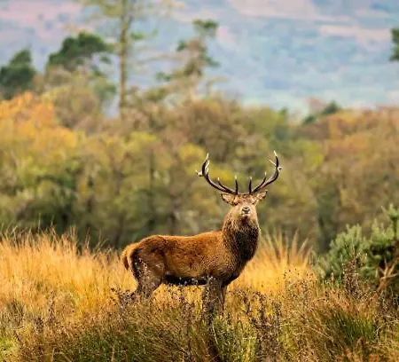 Suaimhneas-killarney Country Retreat * Killarney